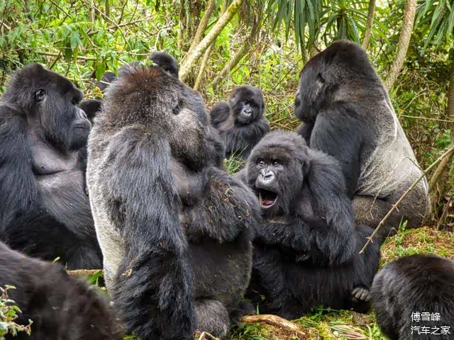 猩猩群体里有明确的地位等级