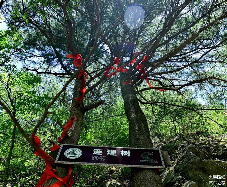 据说骊山上这棵连理树,是两株千年的皂荚树,相传是当年唐玄宗和杨贵妃